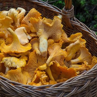 Chanterelle Mushrooms, 200 g