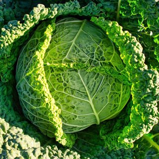 Savoy Cabbage