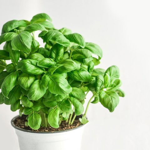 Fresh Basil Pot