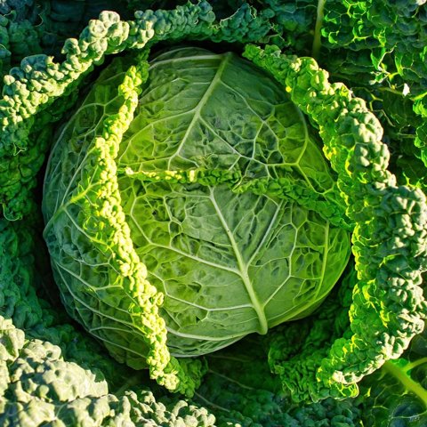 Savoy Cabbage